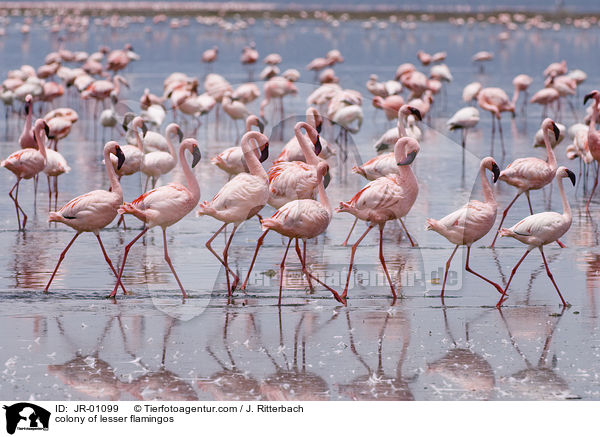 colonyof lesser flamingos / JR-01099
